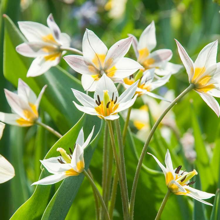 Botanisk Tulpan 'Turkestanica'